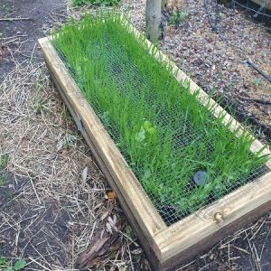 Chicken Grazing Frame
