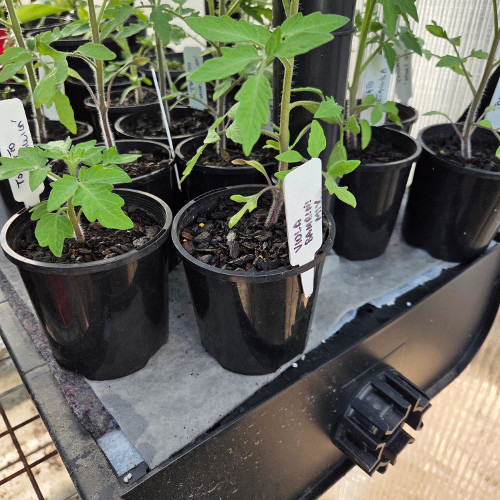 WaterUps® Sub Irrigation Channel with Capillary mat